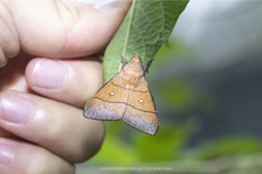 Odonestis erectilinea