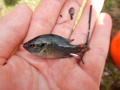 Lepomis miniatus