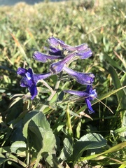 Delphinium decorum decorum