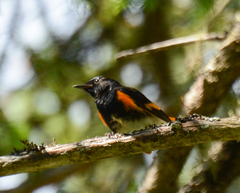 Setophaga ruticilla image