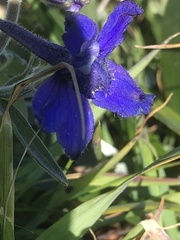 Delphinium decorum decorum