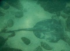 Pacific Chupare photo 3