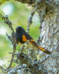 Setophaga ruticilla image
