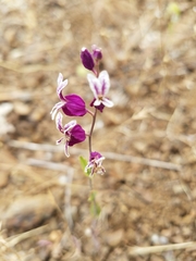 Streptanthus glandulosus pulchellus