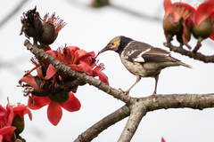 Gracupica nigricollis