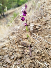 Streptanthus glandulosus pulchellus