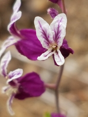 Streptanthus glandulosus pulchellus