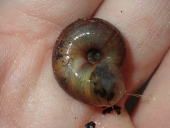 Austrorhytida capillacea