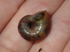 Austrorhytida capillacea