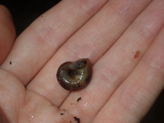 Austrorhytida capillacea