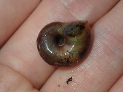 Austrorhytida capillacea