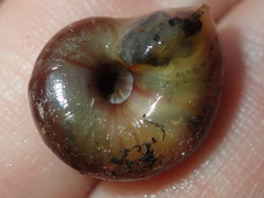 Austrorhytida capillacea