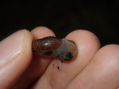 Austrorhytida capillacea