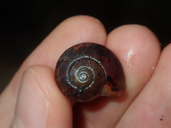 Austrorhytida capillacea