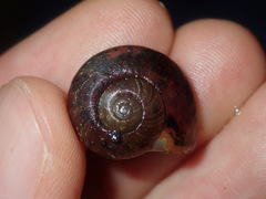Austrorhytida capillacea
