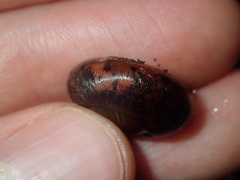 Austrorhytida capillacea