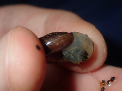 Austrorhytida capillacea