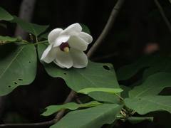 Magnolia sieboldii