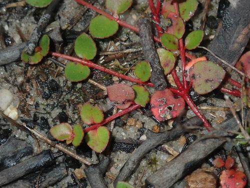 Gonocarpus micranthus Thunb.