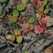 Creeping Raspwort - Photo (c) Thomas Mesaglio, some rights reserved (CC BY), uploaded by Thomas Mesaglio