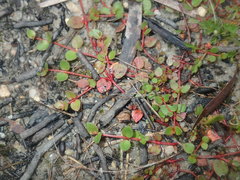 Gonocarpus micranthus micranthus