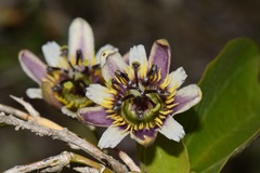 Passiflora chelidonea
