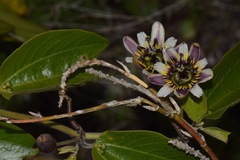 Passiflora chelidonea