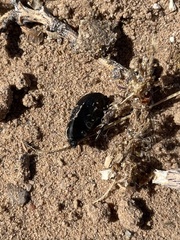 Eusattus convexus