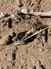 Eusattus convexus