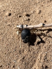 Eusattus convexus