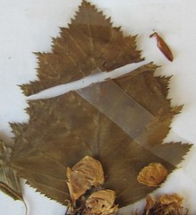 Crataegus coccinea coccinea