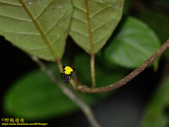 Actinacantha globulata