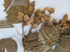 Crataegus coccinea coccinea