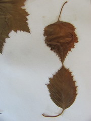Crataegus coccinea coccinea