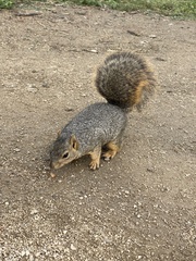 Sciurus niger