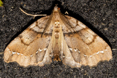 Chalastra pellurgata