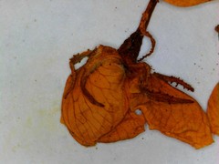 Crataegus coccinea coccinea