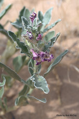 Penstemon albomarginatus