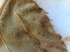 Crataegus coccinea coccinea