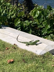 Iguana iguana