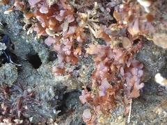 Rhodymenia corallina