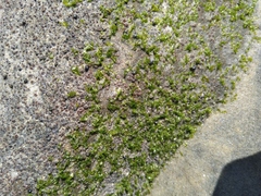Ulva californica