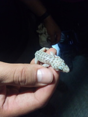 Phyllodactylus lanei