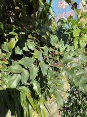 Berberis oiwakensis
