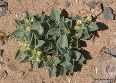 Acleisanthes nevadensis