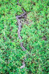 Pantherophis alleghaniensis image
