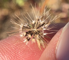 Microseris douglasii