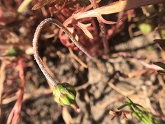 Microseris douglasii