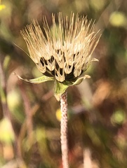 Microseris douglasii
