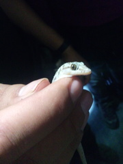 Phyllodactylus lanei